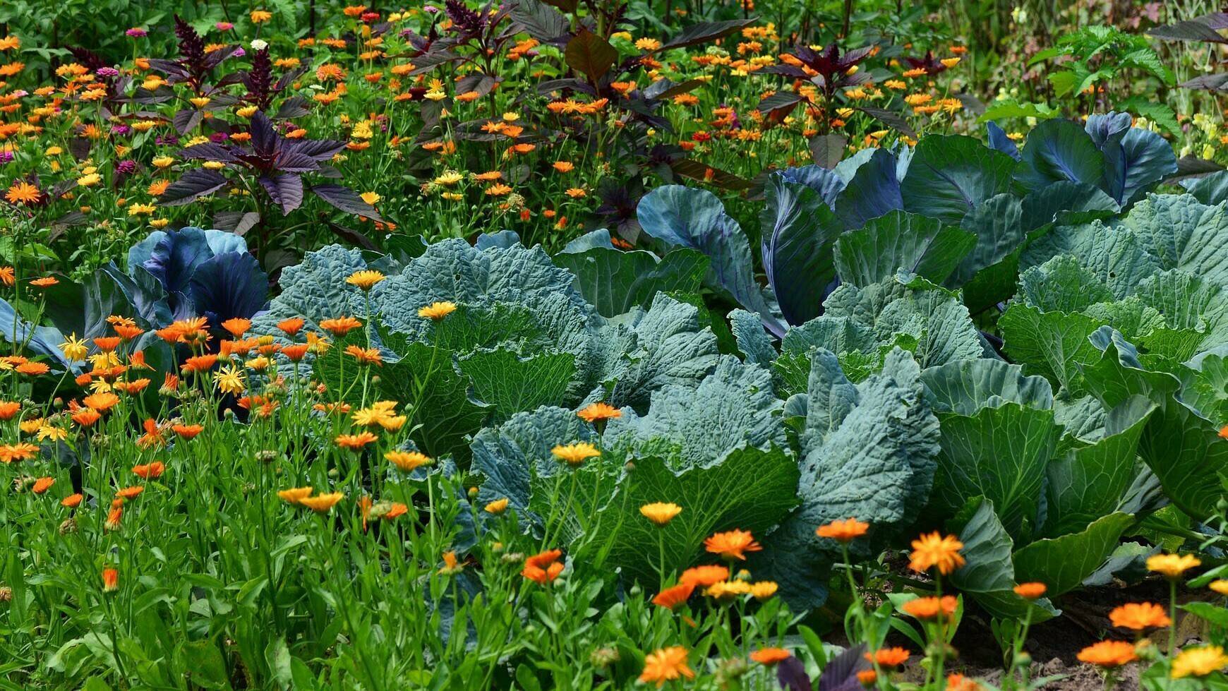 flores-silvestres-agricultura|flores-silvestres-agricultura|flores-silvestres-agricultura